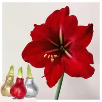 Glitter - Amaryllis - Mix of 3