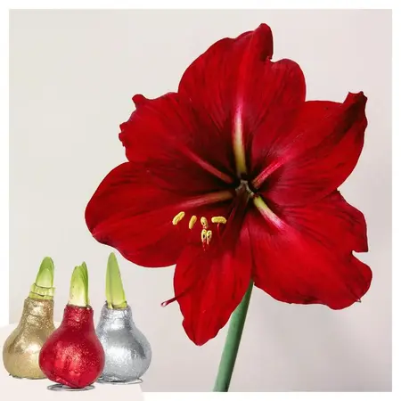 Amaryllis - Set van 3 - Hippeastrum 'Glitter Mix' - Bloembol - Garden Select