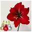Amaryllis – 3er-Set – Hippeastrum 'Glitter Mix' – Blumenzwiebel – Garden Select