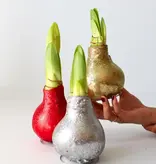 Amaryllis - Set of 3 - Hippeastrum 'Glitter Mix' - Flower Bulb - Garden Select