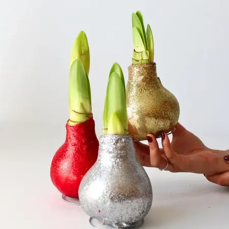 Amaryllis – 3er-Set – Hippeastrum 'Glitter Mix' – Blumenzwiebel – Garden Select