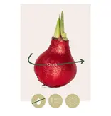 Amaryllis - Set of 3 - Hippeastrum 'Glitter Mix' - Flower Bulb - Garden Select