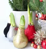 Amaryllis - Set of 3 - Hippeastrum 'Glitter Mix' - Flower Bulb - Garden Select