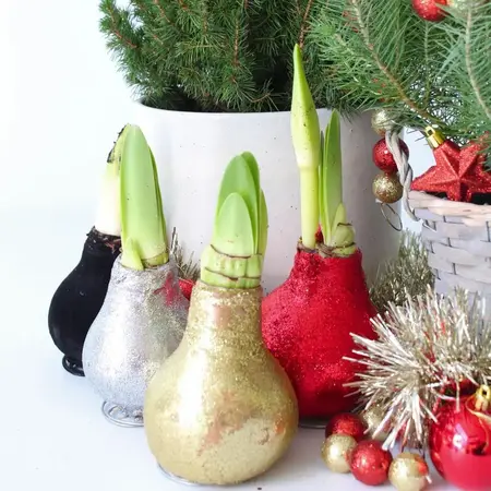 Amaryllis - Set of 3 - Hippeastrum 'Glitter Mix' - Flower Bulb - Garden Select