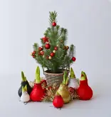 Amaryllis - Set of 3 - Hippeastrum 'Glitter Mix' - Flower Bulb - Garden Select