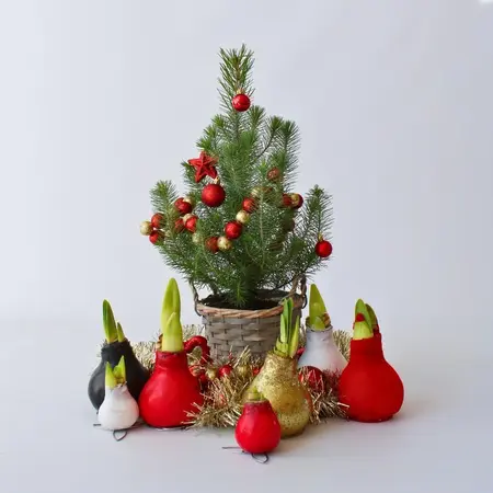 Amaryllis - Set of 3 - Hippeastrum 'Glitter Mix' - Flower Bulb - Garden Select