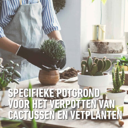 Compo Sana Cactus & Succulents Potting Soil 5 lt - Fertilizers Buy at Garden Select!