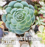 Compo Sana Kakteen- und Sukkulentenerde 5 l - Dünger Jetzt bei Garden Select kaufen!