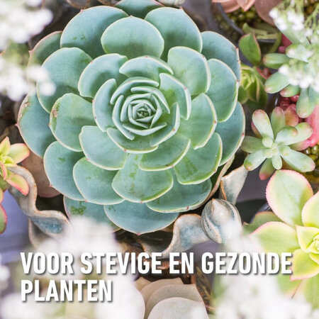 Compo Sana Cactus & Vetplanten Potgrond 5 lt - Meststoffen Koop Je Bij Garden Select!