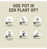 Pokon Hydrokorrels 20 lt Koop Je Bij Online Tuincentrum Garden Select