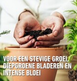 Compo Zimmerpflanzen- und Palmenerde 10 l - Dünger - Garden Select