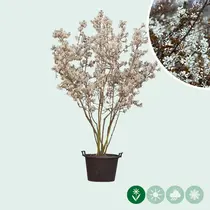 Currant Tree - Multi-Stemmed - 175/200 cm