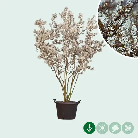 Felsenbirne – Mehrstämmig – 175/200 cm / Der Baum-/Pflanzenspezialist – Garden Select