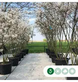 Serviceberry - Multi-stemmed - 175/200 cm / The Trees / Plants Specialist - Garden Select