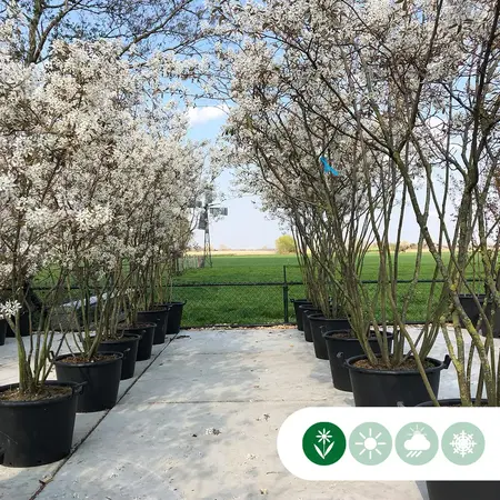 Krentenboom - Meerstammig - 175 / 200 cm / De Bomen / Planten Specialist - Garden Select