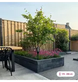 Serviceberry Multi-stemmed / 250 - 300 cm - Buy Trees Online? - Garden Select