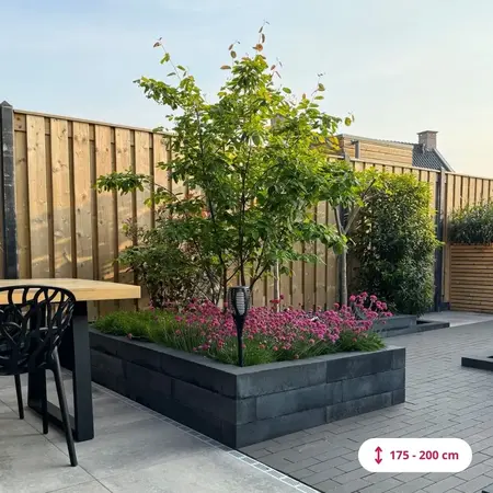 Serviceberry Multi-stemmed / 250 - 300 cm - Buy Trees Online? - Garden Select