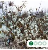 Krentenboom Meerstammig / 250 - 300 cm - Online Bomen Kopen? - Garden Select