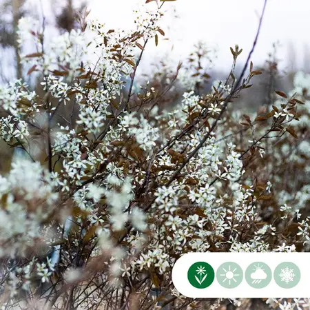 Krentenboom Meerstammig / 250 - 300 cm - Online Bomen Kopen? - Garden Select