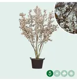 Felsenbirne, mehrstämmig / 250–300 cm – Bäume online kaufen? – Garden Select