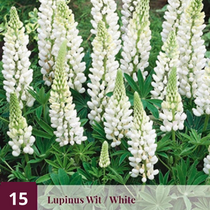 Lupine - Wit - 15 Planten