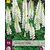 Lupin - White - 15 Plants