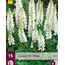 Buy Lupin - White - 15 Plants - Butterfly Flower - Perennial Plants?