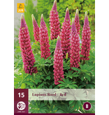Lupine - Rood - 15 Planten - Vlinderbloem - Vaste Planten kopen?