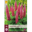 Buy Lupin - Red - 15 Plants - Butterfly Flower - Perennial Plants?