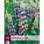 Lupine - Blauw - 15 Planten