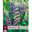 Lupine - Blauw - 15 Planten - Vlinderbloem - Vaste Planten kopen?