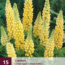 Lupine - Geel - 15 Planten