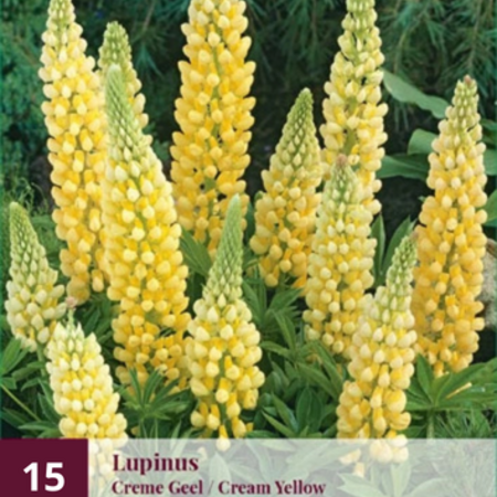 Lupine - Geel - 15 Planten - Vlinderbloem - Vaste Planten kopen?