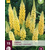 Lupine - Gelb - 15 Pflanzen