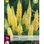 Lupine - Gelb - 15 Pflanzen - Schmetterlingsblume - Mehrjährige Pflanzen kaufen?