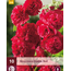Hollyhock Red - Buy Perennials? - Hardy - Garden-Select.com