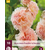 Hollyhock Peaches 'N Dreams - 10 Plants