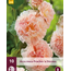 Hollyhock Peaches 'N Dreams - 10 Plants - Buy Alcea Peaches 'N Dreams Hollyhocks?