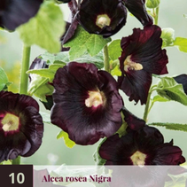 Stockrose Nigra - 10 Pflanzen