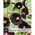 Hollyhock Nigra - 10 Plants