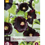 Stokroos Nigra - 10 Planten - Alcea Nigra Stokrozen Kopen? - Garden-Select.com
