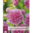 Hollyhock Pink - 10 Plants - Buy Alcea Pink Hollyhocks? - Garden-Select.com
