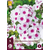 Phlox Paniculata Swizzle Blue - 5 Plants
