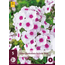 Phlox Paniculata Swizzle Blue - 5 Pflanzen - Flachsblume - Garden-Select.com
