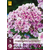 Phlox Paniculata Sherbet Blend - 5 Pflanzen