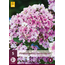 Phlox  Paniculata Sherbet Blend - 5 Planten - Vlambloem - Zomerplant