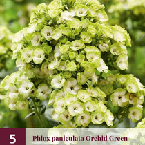 Phlox Paniculata Orchidee Grün - 5 Pflanzen