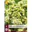 Phlox  Paniculata Orchid Green - 5 Planten - Vlambloem - Wintervast - Garden-Select.com
