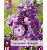Phlox  Paniculata Blue Paradise - 5 Planten - Vlambloem - Garden-Select.com