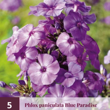 Phlox  Paniculata Blue Paradise - 5 Planten - Vlambloem - Garden-Select.com